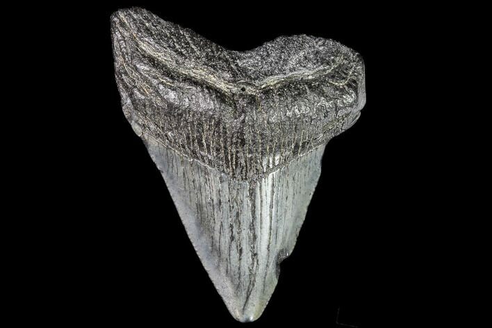Juvenile Megalodon Tooth - Georgia #111612